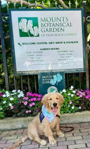 Golden retriever in front of Mounts Botanical Garden sign.