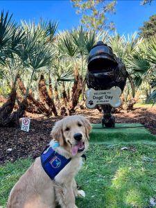 Golden retriever at Dogs' Day festival entrance sign.