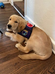 Golden retriever puppy in training vest on floor.