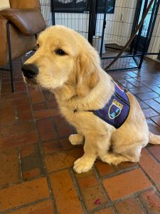 Golden retriever puppy wearing service dog vest indoors.