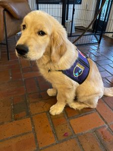 Golden retriever puppy wearing a service dog vest.