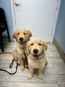 Two happy golden retriever puppies indoors.