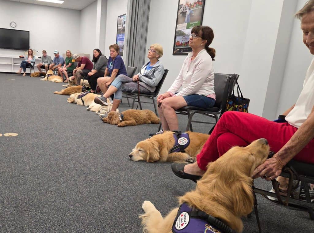 Therapy dogs and people in a relaxation session.