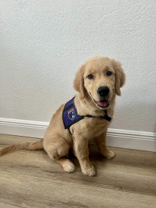 Golden retriever puppy wearing a service vest indoors.