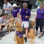 Service dogs with handlers in purple shirts.