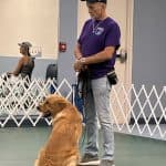 Man training golden retriever indoors