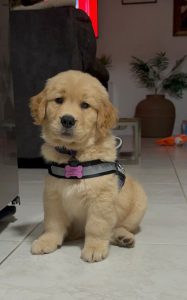 Golden retriever puppy with harness sitting indoors.