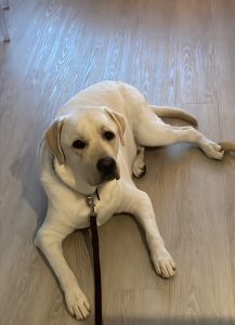 White Labrador lounging on wooden floor.