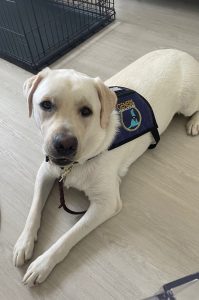 Service dog lying down indoors.