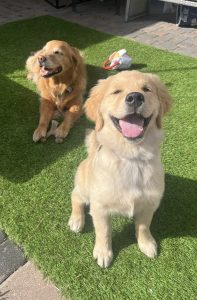 Two golden retrievers smiling on grass.