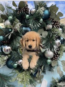 Puppy in holiday wreath with pine cones and ornaments.
