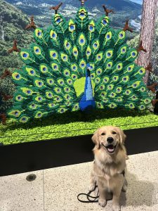 Golden retriever in front of LEGO peacock sculpture