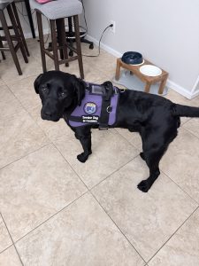Black service dog in training with vest