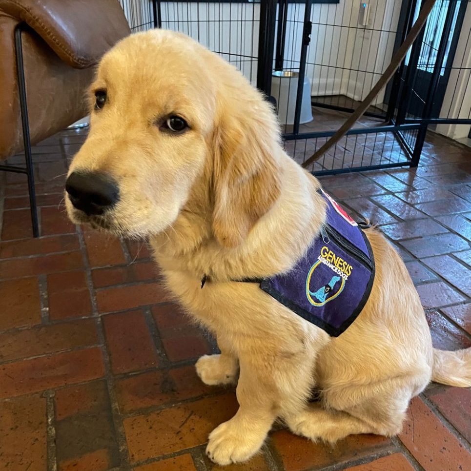 Golden retriever puppy wearing a service vest.