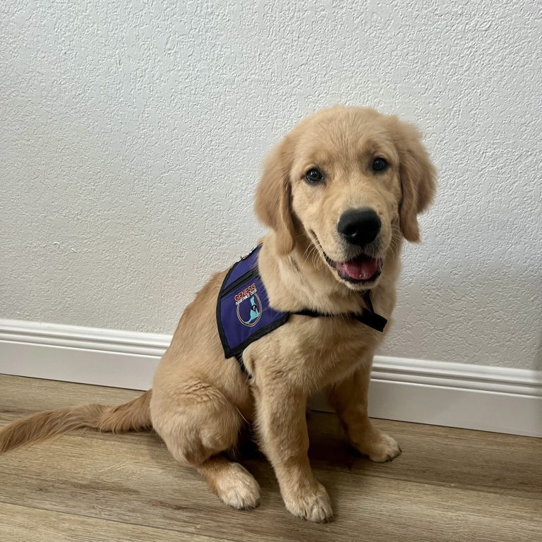 Golden retriever puppy wearing a service vest indoors.