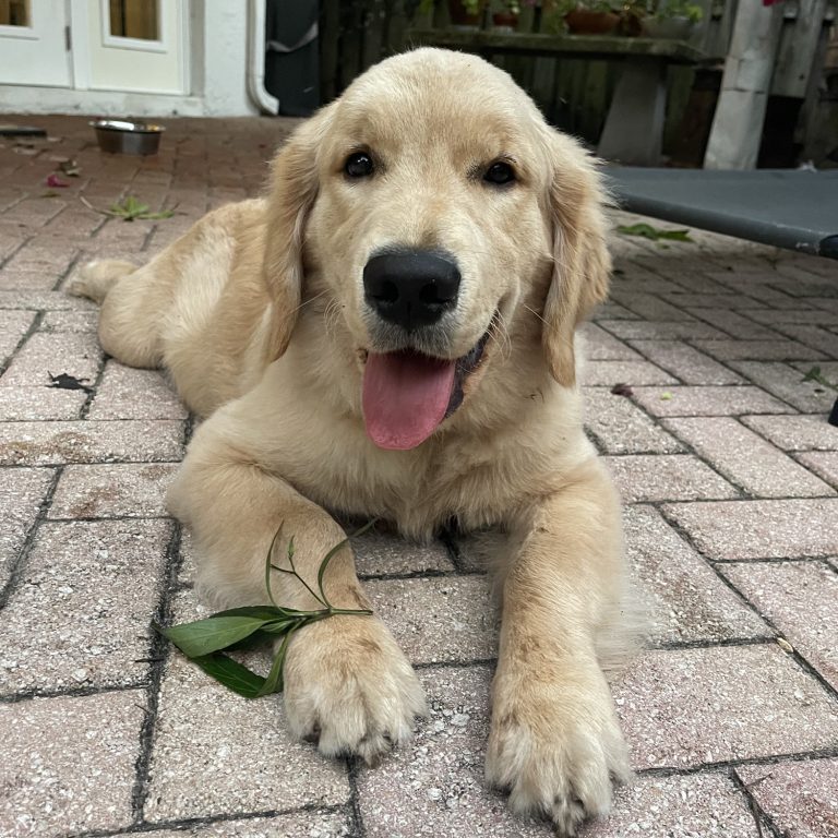 Happy Golden Retriever puppy on patio.