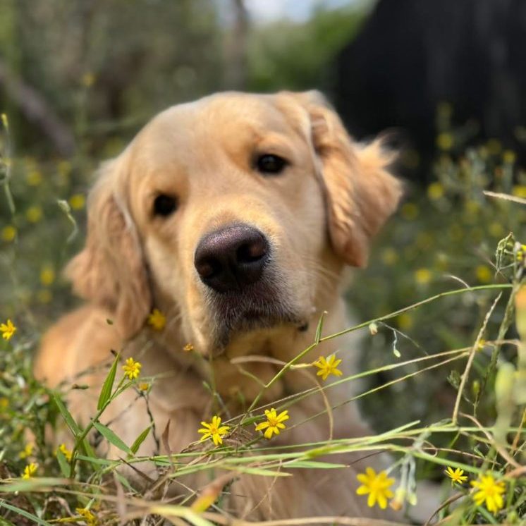 Golden retriever in field with yellow flowers.