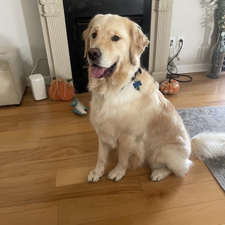 IMG_7067 Golden retriever sitting by fireplace and pumpkins.