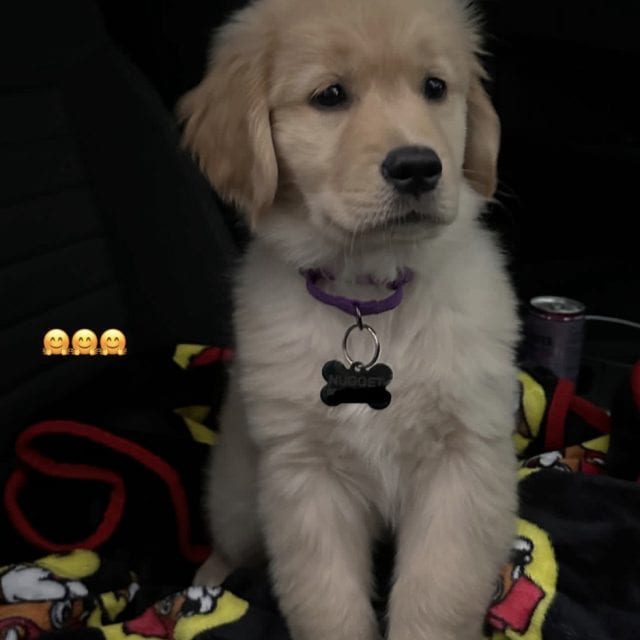 Golden retriever puppy sitting in car seat