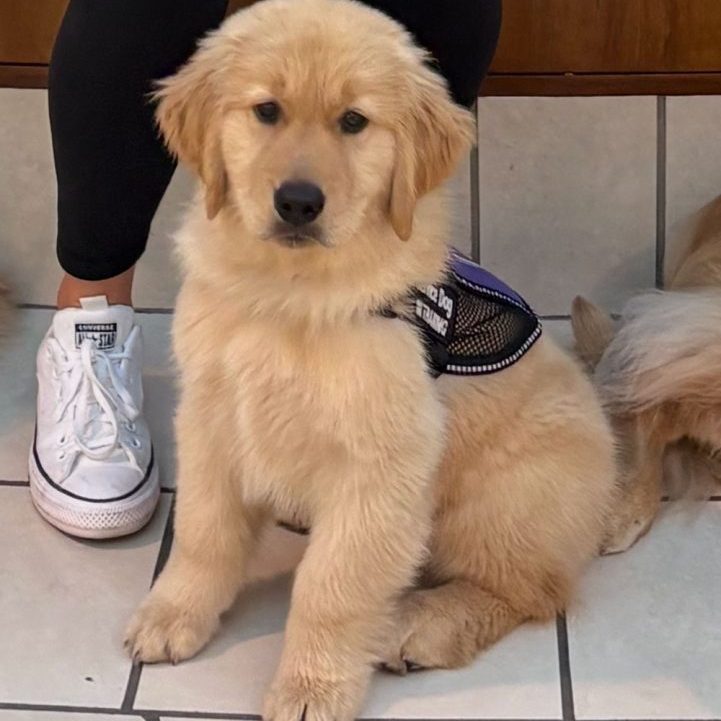 Golden retriever puppy wearing vest sitting indoors