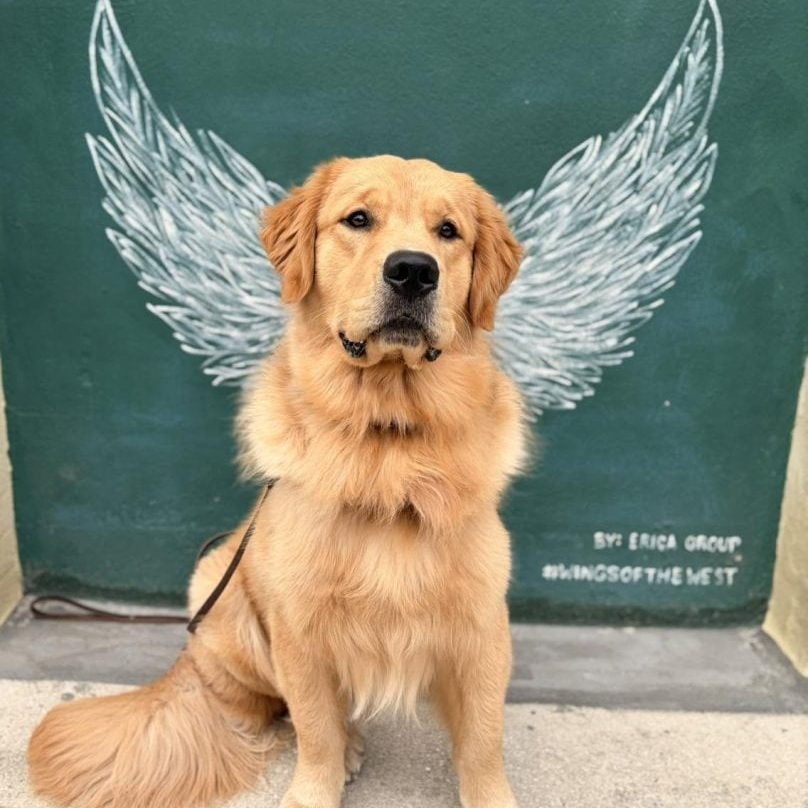 Golden retriever with painted angel wings backdrop