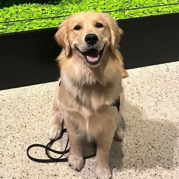 Smiling golden retriever sitting indoors with leash