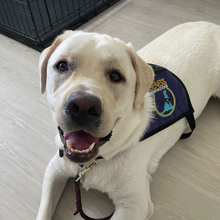 Smiling service dog in training wearing vest.
