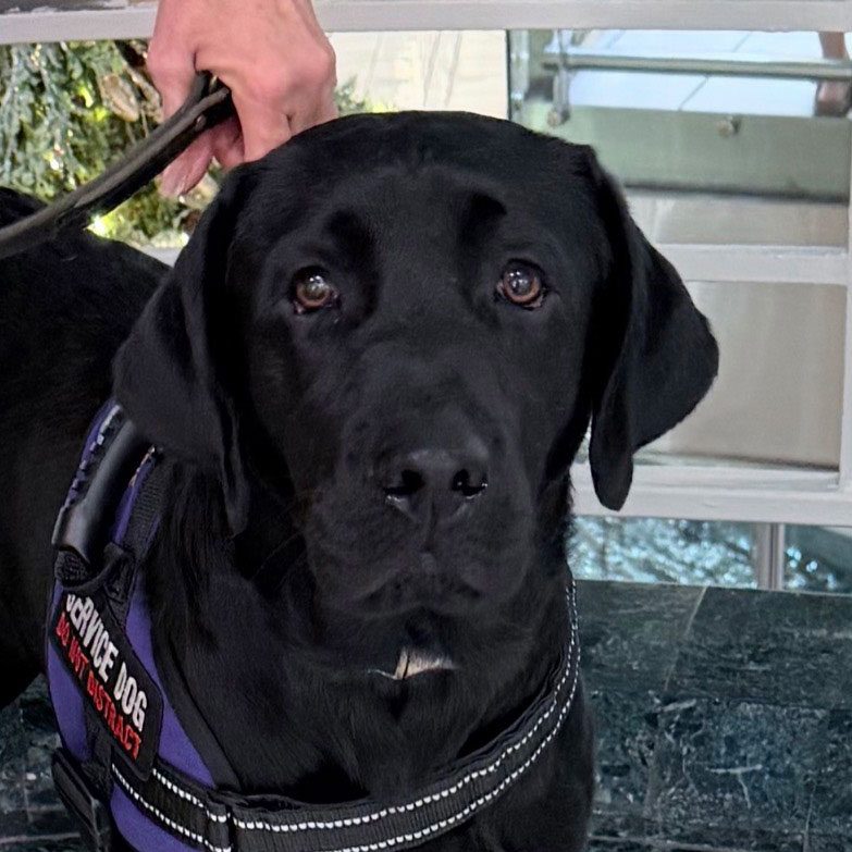 Black Labrador service dog wearing harness indoors.