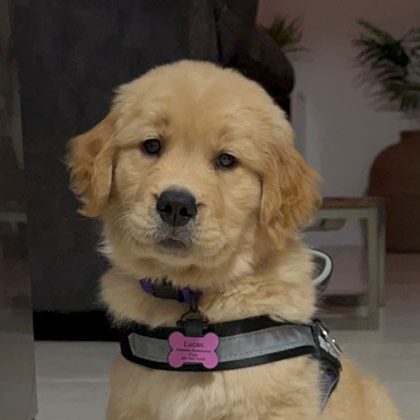 Golden retriever puppy with harness indoors.