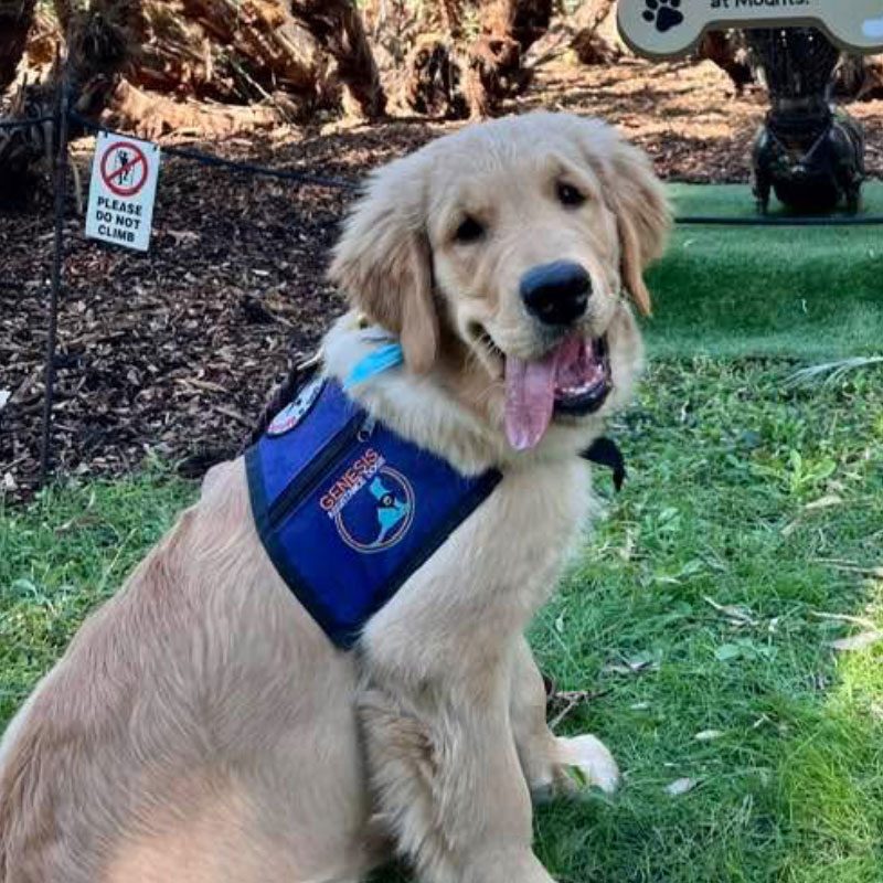 Golden retriever wearing a blue service dog vest.